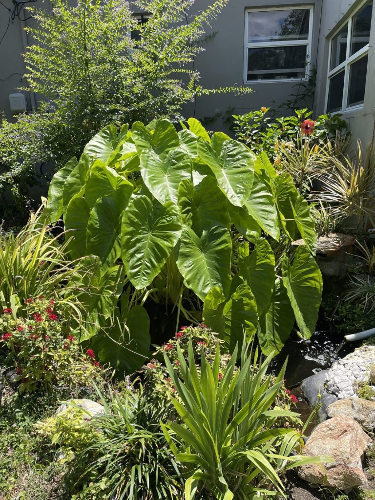 elephant ear plant